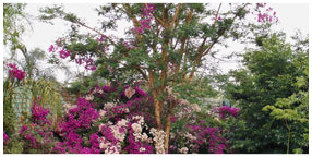 Villa la Pensionne Guest House Gallery - Garden