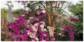 Villa la Pensionne Guest House Gallery - Miscellaneous